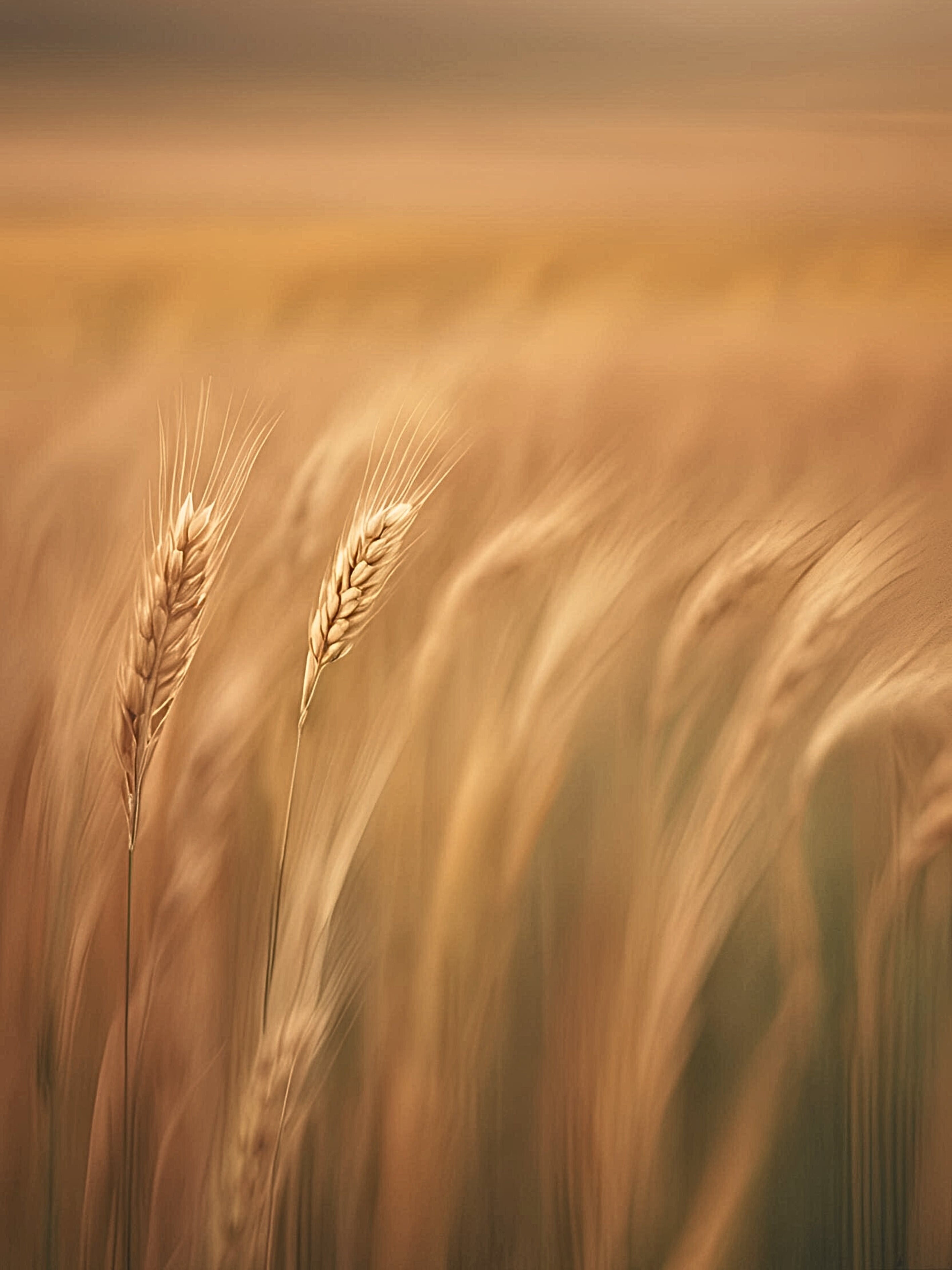 Amber Wheat Impressionist Calm