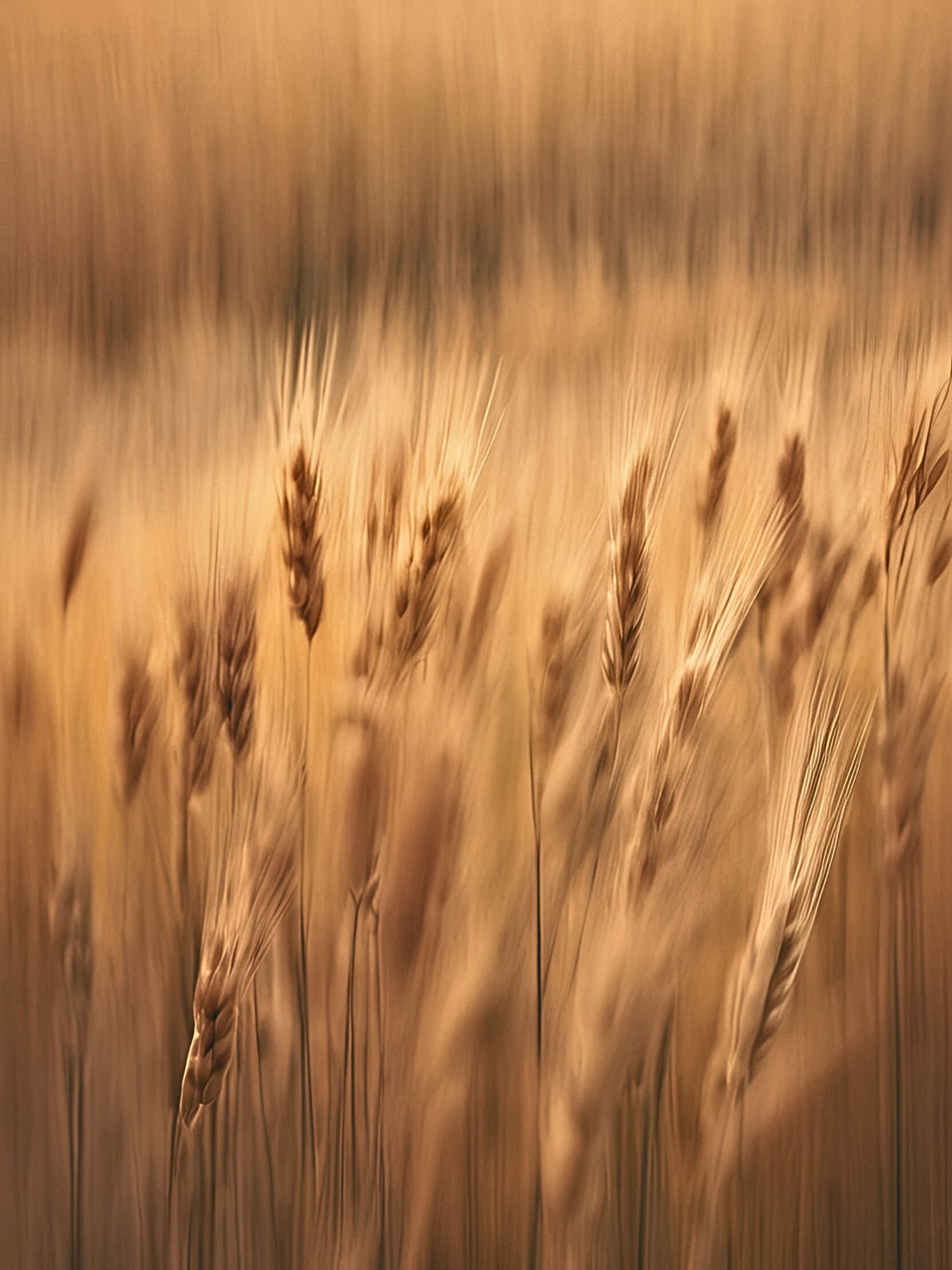 Ochre Wheat Impressionist Resonance
